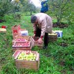 Amenajarea magazinelor de fructe și pregătirea lor pentru depozitarea fructelor, agricultura auxiliară