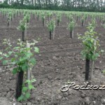 Amenajarea magazinelor de fructe și pregătirea lor pentru depozitarea fructelor, agricultura auxiliară