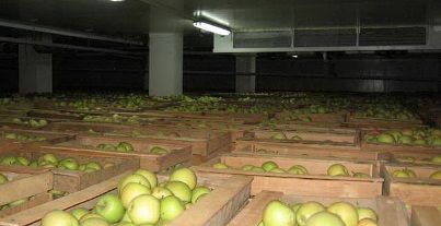 Amenajarea magazinelor de fructe și pregătirea lor pentru depozitarea fructelor, agricultura auxiliară
