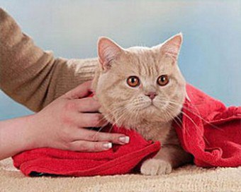 Megvan bolyhos gombócot tananyag hogyan fürdik egy macska van!