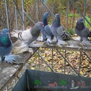 Огляд ліки Лясота для голубів застосування і фото