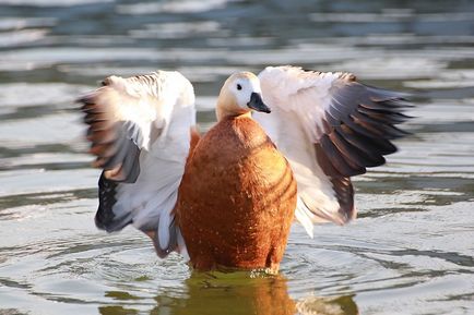 Ogary rață roșie cu profil aproape de gâscă - michael falcons