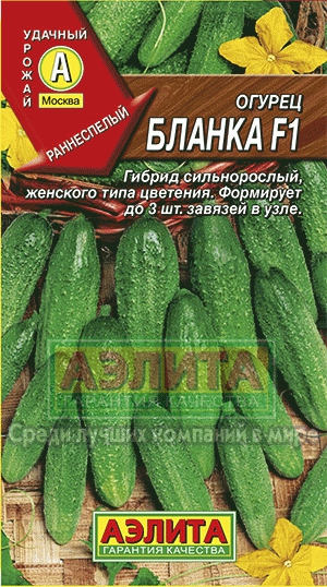 Огірок бланка f1 купити насіння огірків оптом оптом і в роздріб від виробника