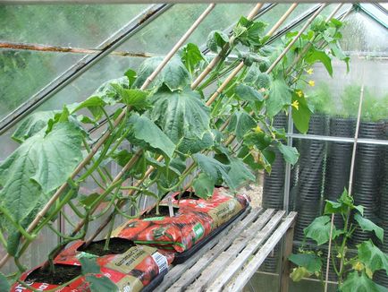 Огірки в теплиці для початківців вирощування і відео, правильний догляд в парнику, агротехніка кураж
