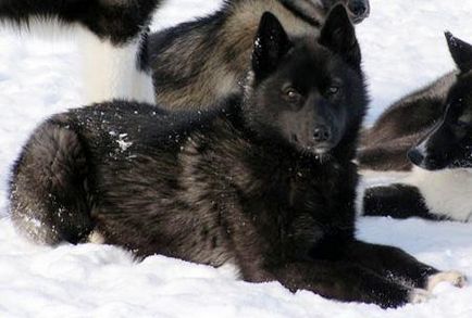 Culoarea Huskyi Siberiane