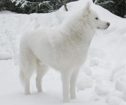 Culoarea Huskyi Siberiane