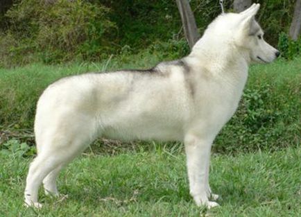 Culoarea Huskyi Siberiane