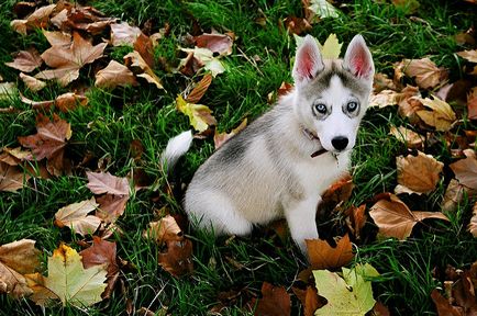 Culoarea ciorchilor câinilor alb, negru, gri Husky pui, agouti