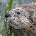 Ondatra, descriere, blană, lume - fotografie animală