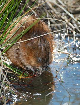 Muskrat, animale