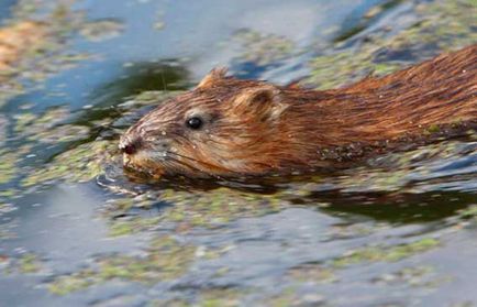 Muskrat, animale