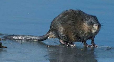 Muskrat, animale