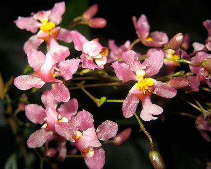 Oncidium otthoni gondozás (locsolás) Oncidium otthoni gondozást