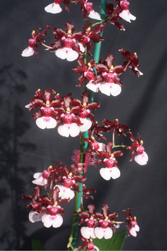 Oncidium otthoni gondozást