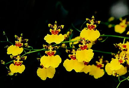 Oncidium otthoni gondozást