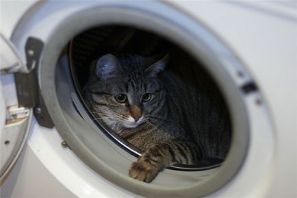 Небезпеки в домі для кішки і кота як убезпечити свій будинок
