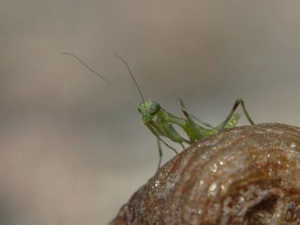 Tapasztalat makro PANASONIC LUMIX DMC-FZ50