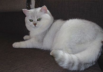 За породата Британска късокосместа котки на редки цветове