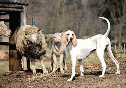 Despre rasa Porselen (hound porțelan), pepinieră tina de comercializare