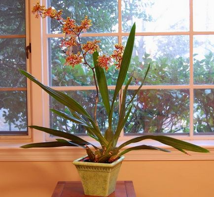 Oncidium orchidea otthoni gondozást, óvadék virágzás - a helyes öntözés