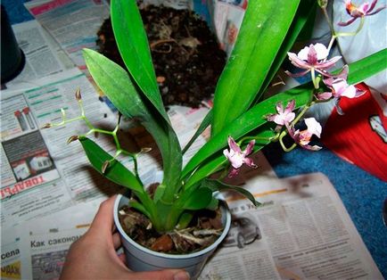 Oncidium orchidea otthoni gondozást, óvadék virágzás - a helyes öntözés
