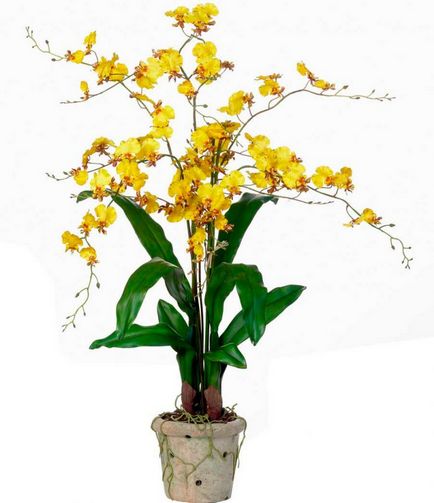 Orchid oncidium de îngrijire la domiciliu, un angajament de înflorire - udarea corectă