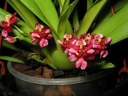 Орхідея онцідіум догляд в домашніх умовах, заставу цвітіння - правильний полив