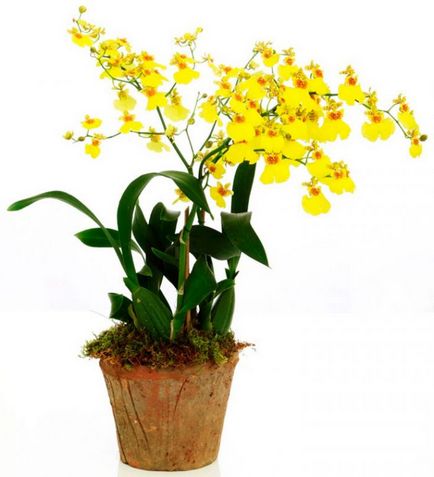 Орхідея онцідіум догляд в домашніх умовах, заставу цвітіння - правильний полив