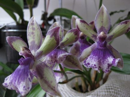 Orchid zigopetalum fotografie, tipuri și modalități de îngrijire la domiciliu