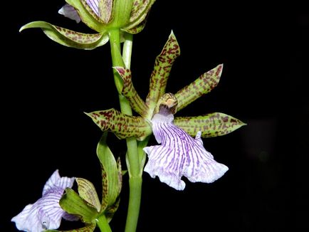 Orchid zigopetalum fotografie, tipuri și modalități de îngrijire la domiciliu