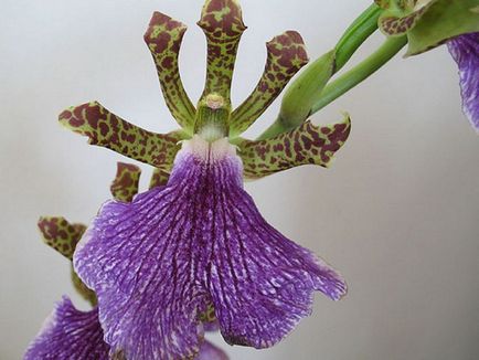 Orchid zigopetalum fotografie, tipuri și modalități de îngrijire la domiciliu