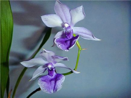 Орхідея зігопеталум фото, види і способи догляду в домашніх умовах