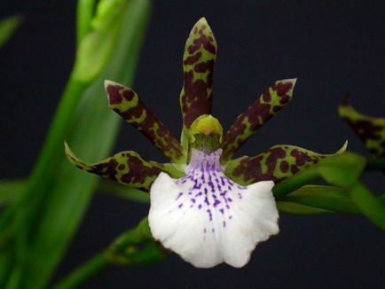 Orchid zigopetalum fotografie, tipuri și modalități de îngrijire la domiciliu