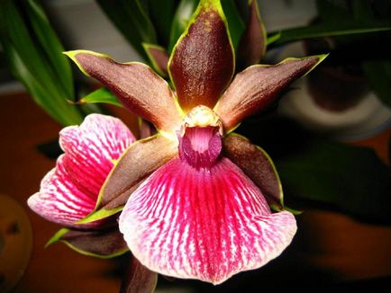 Орхідея зігопеталум фото, види і способи догляду в домашніх умовах