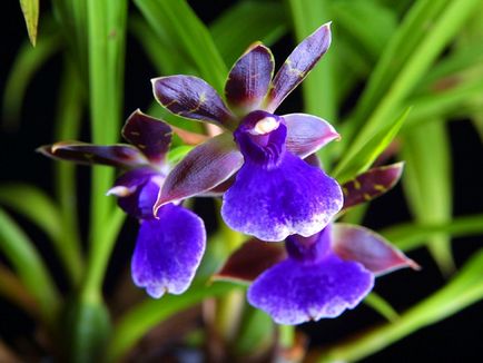 Orchid zigopetalum fotografie, tipuri și modalități de îngrijire la domiciliu