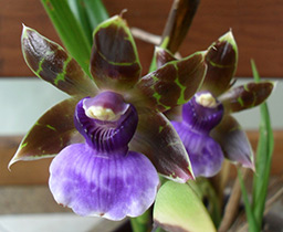 Orchid zygotalum îngrijire, reproducere, transplant