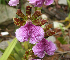 Orchid zygotalum îngrijire, reproducere, transplant