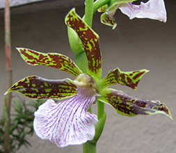 Orchid zygotalum îngrijire, reproducere, transplant