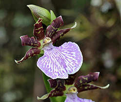 Orchid zygotalum îngrijire, reproducere, transplant