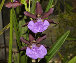 Orchid zygotalum îngrijire, reproducere, transplant