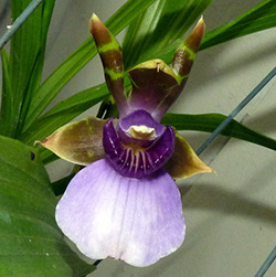 Orchid zygotalum îngrijire, reproducere, transplant