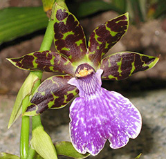 Orchid zygotalum îngrijire, reproducere, transplant