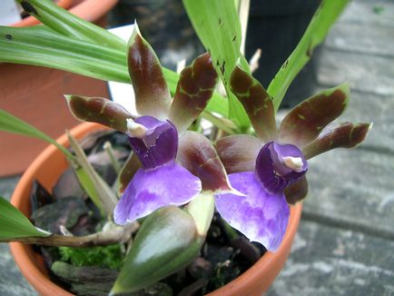 Orhidee zygopetalum de îngrijire la domiciliu, specie, transplant la cumpărare