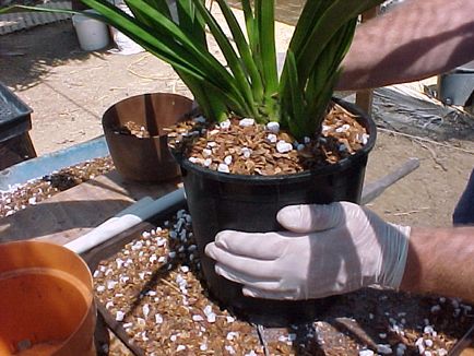 Орхідея зігопеталум догляд в домашніх умовах, види, пересадка при покупці
