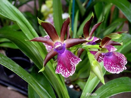 Orchid zigopetalum otthoni gondozást, fajok transzplantáció vásárlásakor