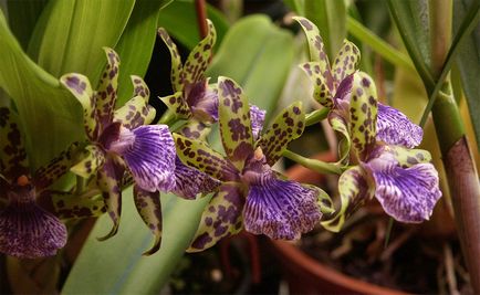 Orchid zygotalum de îngrijire la domiciliu și fotografii