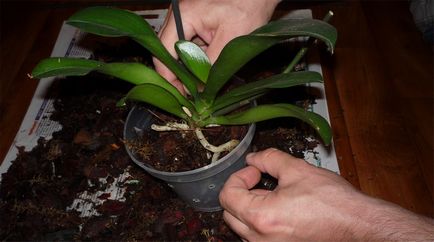 Орхідея зігопеталум догляд в домашніх умовах і фотографії