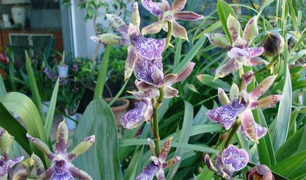 Orchid zygotalum de îngrijire la domiciliu și fotografii