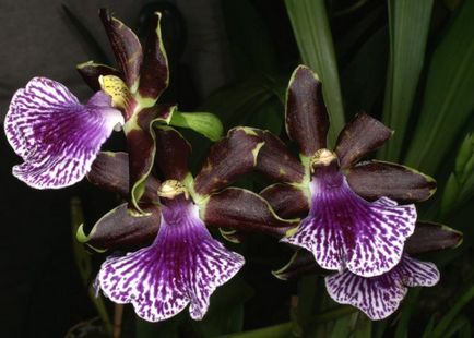 Orhidee zygopetalum de îngrijire la domiciliu, specie, transplant la cumpărare