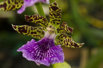 Orhidee zygopetalum de îngrijire la domiciliu, specie, transplant la cumpărare